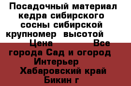 Посадочный материал кедра сибирского (сосны сибирской) крупномер, высотой 3-3.5  › Цена ­ 19 800 - Все города Сад и огород » Интерьер   . Хабаровский край,Бикин г.